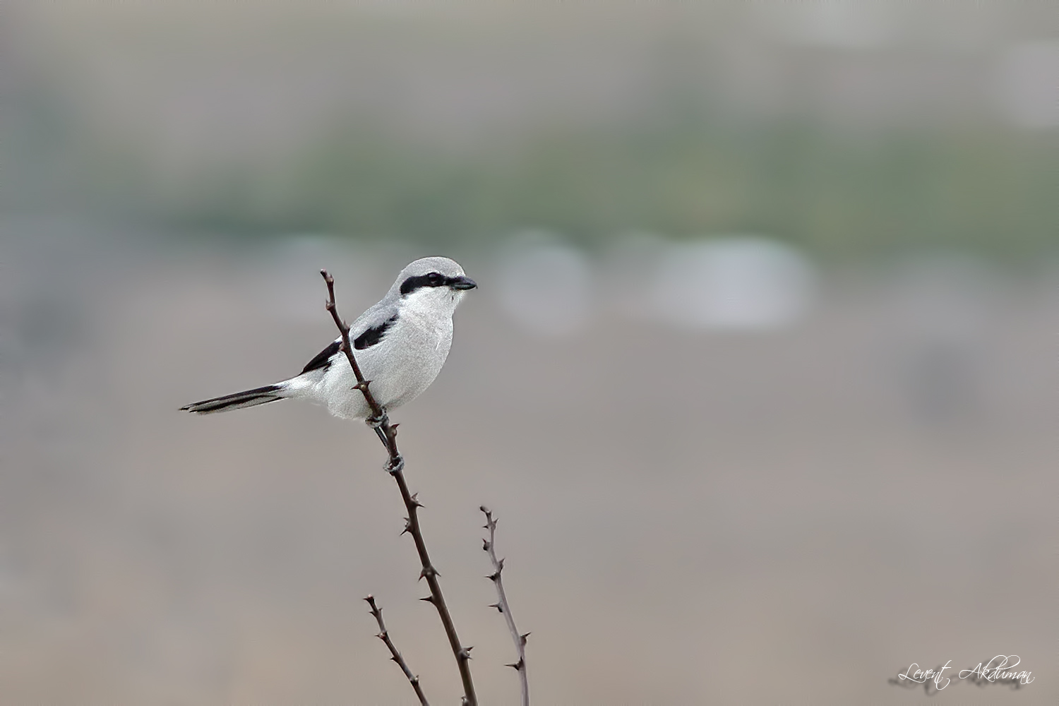 Great Gray Shrike